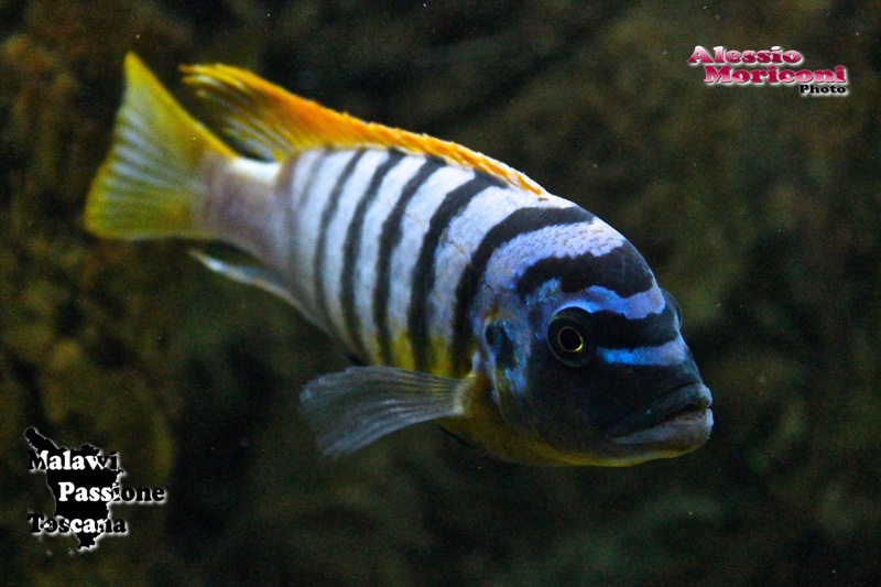 Maylandia fainzilberi 'Lundo Island'